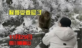 猴子爆料最新视频大全在线观看,最新视频大全精彩瞬间，在线观看不容错过！